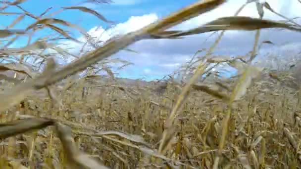 Campo de maíz seco — Vídeo de stock