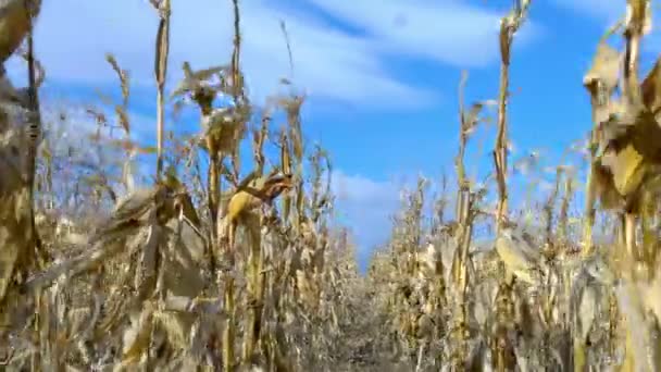 Campo de maíz seco — Vídeo de stock