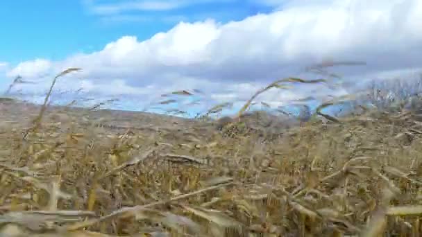 Campo de milho seco — Vídeo de Stock