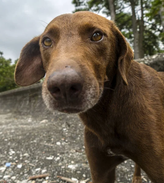 Sevimli köpek namlu — Stok fotoğraf