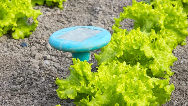 Grön sallad växter — Stockfoto