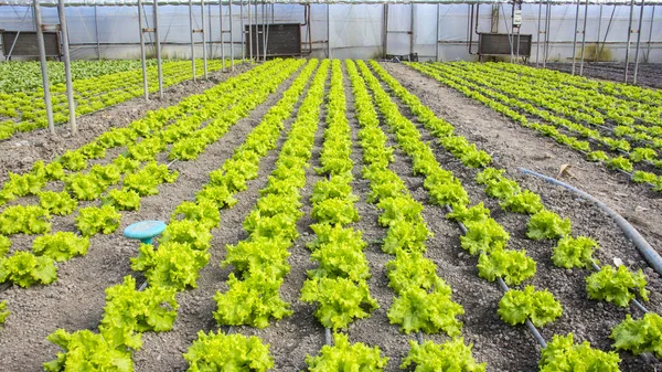 Moderní farma pro pěstování salátu — Stock fotografie