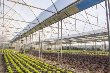 Marul büyüyen için Modern çiftlik 