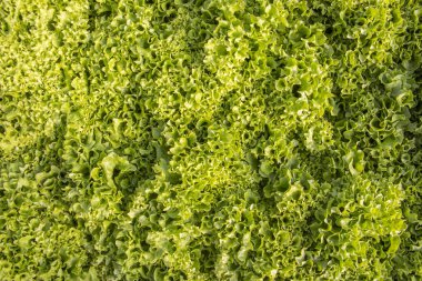 yeşil salata bitkileri