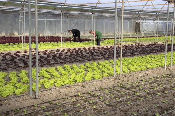 Couple of workers in greenhouse — Stock Photo, Image