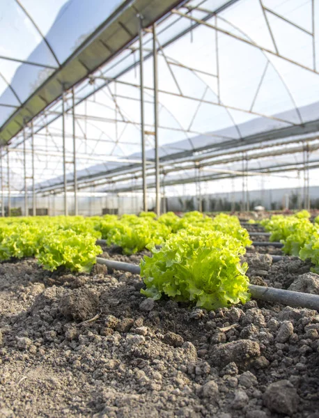 Fazenda moderna para o cultivo de alface — Fotografia de Stock