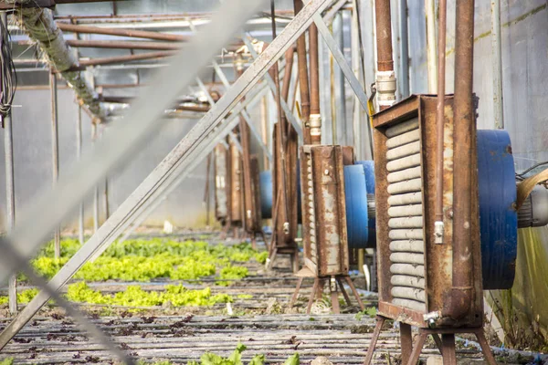 Modern farm for growing lettuce — Stock Photo, Image