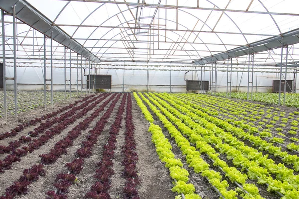 Modern farm for growing lettuce — Stock Photo, Image