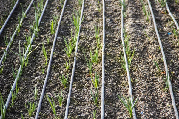 Plantor av lök i ett växthus — Stockfoto