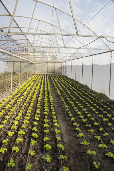 Modern farm for growing lettuce — Stock Photo, Image