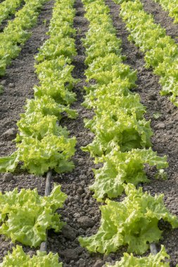 Marul büyüyen için Modern çiftlik 