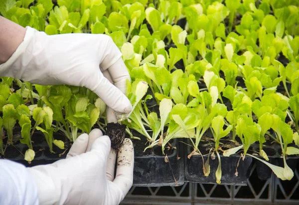 sera içinde genç fidan