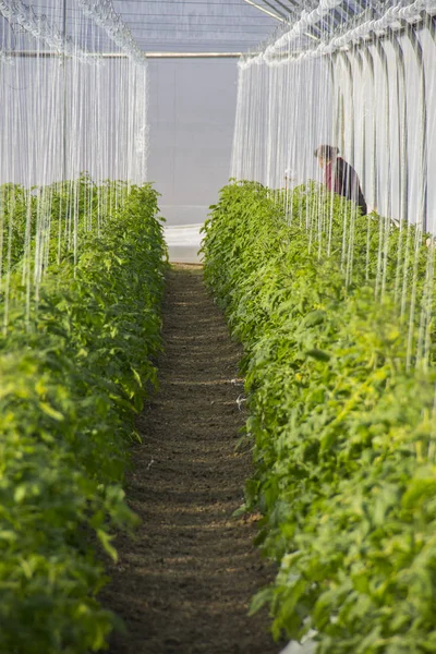 Cultivo de tomate em escala industrial, em estufa . — Fotografia de Stock