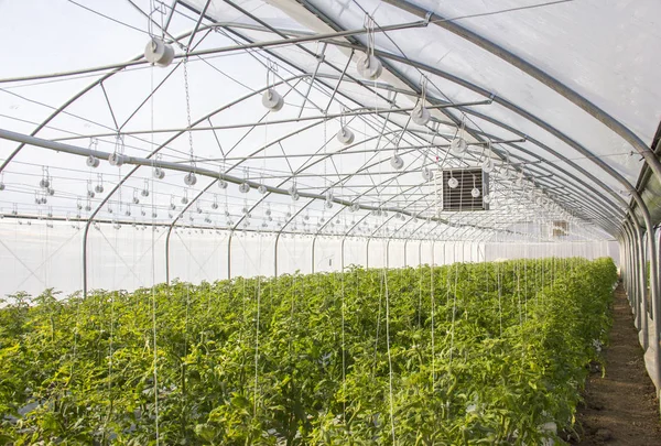 Cultivo de tomate em escala industrial, em estufa . — Fotografia de Stock