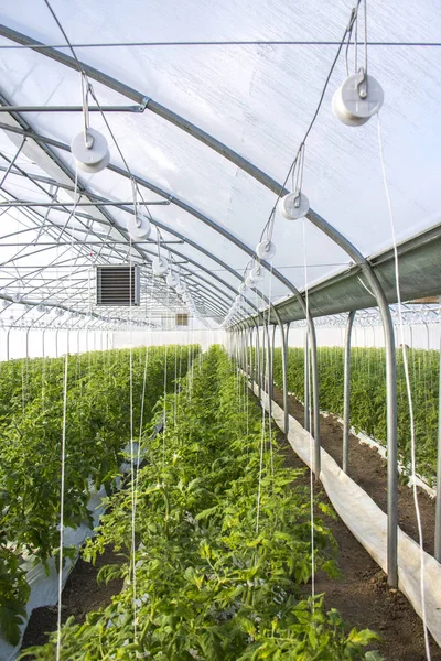 Growing tomato on an industrial scale,in the greenhouse. — Stock Photo, Image