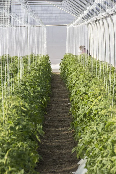 Cultivo de tomate em escala industrial, em estufa . — Fotografia de Stock