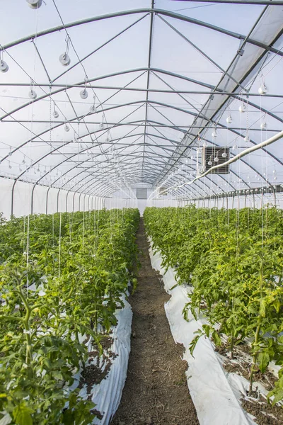 Tomatdyrking i industriell skala, i veksthus . – stockfoto