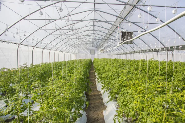 Cultivo de tomate em escala industrial, em estufa . — Fotografia de Stock