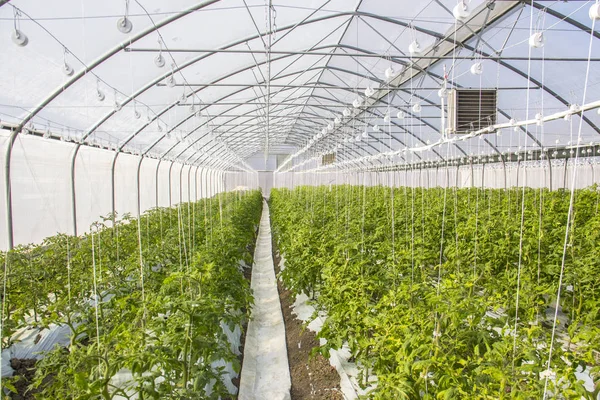 Tomatenanbau im industriellen Maßstab, im Gewächshaus. — Stockfoto