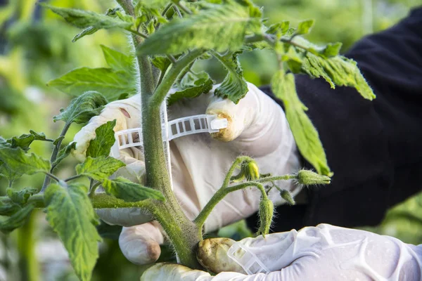 Cultivo de tomate em escala industrial, em estufa . — Fotografia de Stock