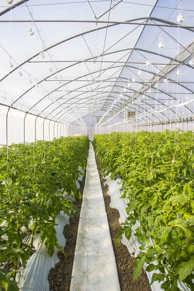 Tomatenanbau im industriellen Maßstab, im Gewächshaus. — Stockfoto