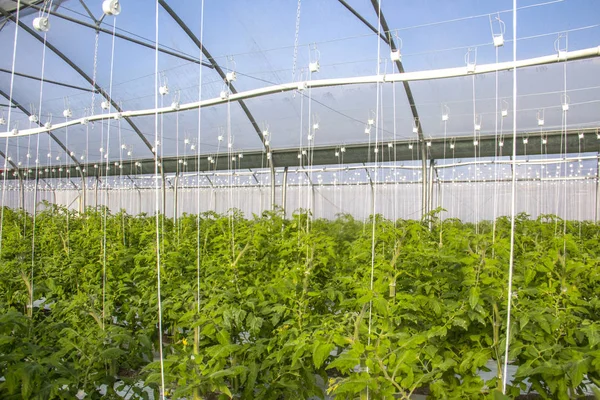 Tomatenanbau im industriellen Maßstab, im Gewächshaus. — Stockfoto