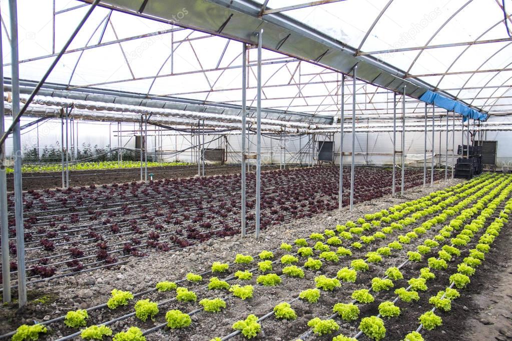 Modern farm for growing lettuce 