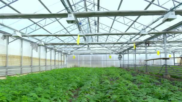 Rostliny bramboru pěstování ve skleníku — Stock video