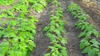 serada büyüyen Kuru