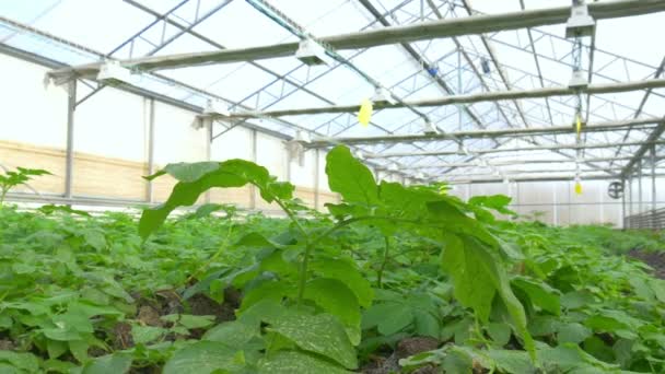 Plantas de batata crescendo em estufa — Vídeo de Stock