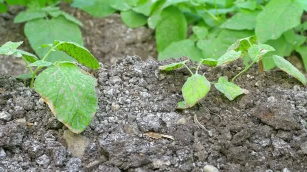 Haricot  growing in greenhouse — Stock Video