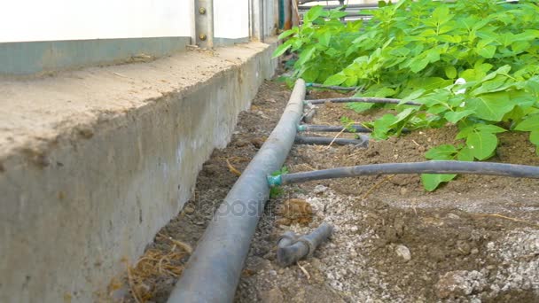 温室灌溉系统 — 图库视频影像