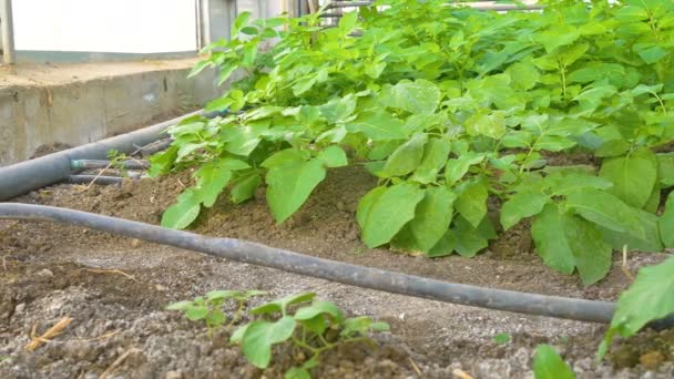 Greenhouse watering system — Stock Video