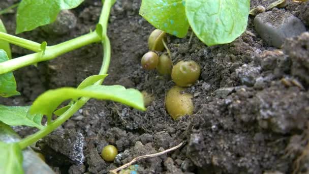 Groene aardappelplanten — Stockvideo