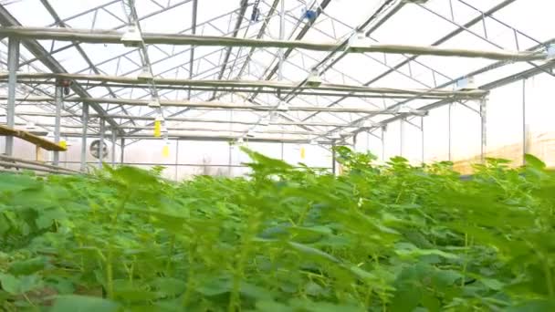 Reihen von Salatpflanzen — Stockvideo
