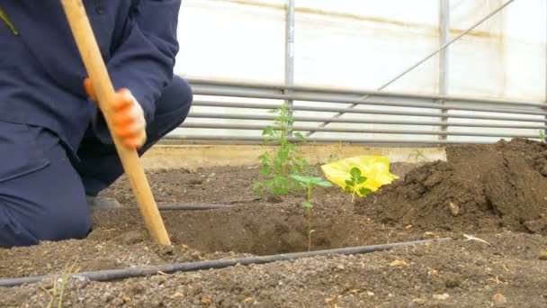 Trabajador plantación greens — Vídeo de stock