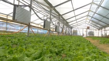 satır marul bitkilerin