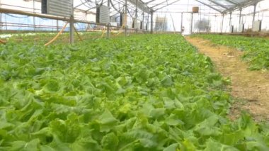 satır marul bitkilerin