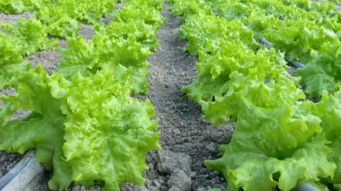 satır marul bitkilerin