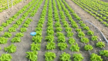 satır marul bitkilerin