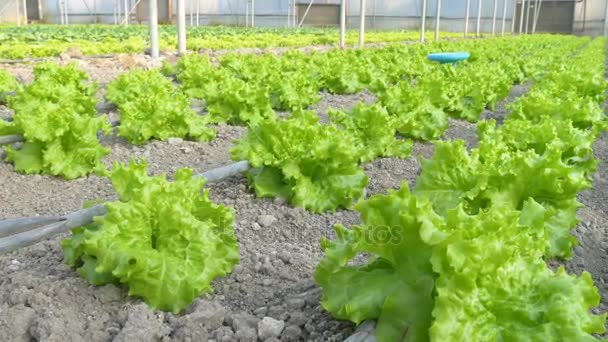 Ряд салатных растений — стоковое видео