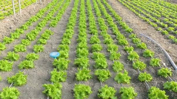 Filas de plantas de lechuga — Vídeo de stock