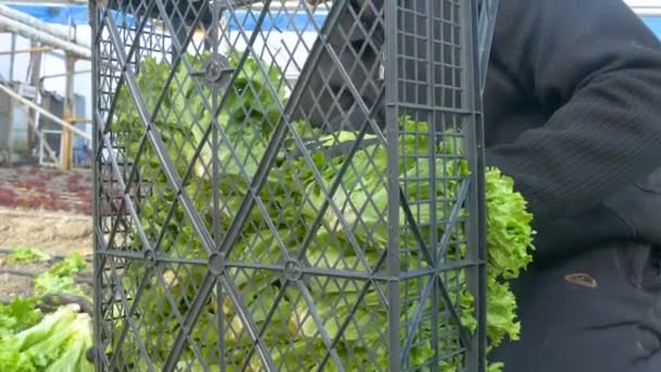 Person som arbetar i växthus — Stockvideo
