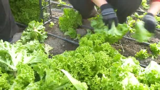 Workers harvesting lettuce — Stock Video