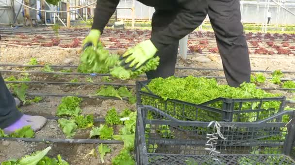 Fejes saláta betakarító munkavállalók — Stock videók