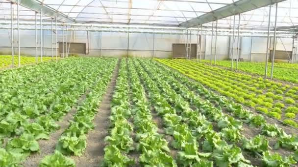 Industrial greenhouse with vegetables — Stock Video
