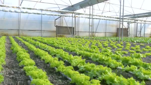 Filas de plantas de lechuga — Vídeo de stock