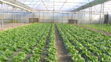 Endüstriyel sera sebze ile