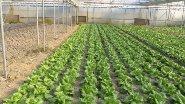 Invernadero industrial con verduras — Vídeos de Stock