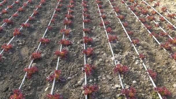 Rijen van rode sla planten — Stockvideo